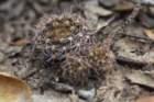 fraileapiltzii4_small.jpg