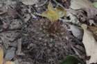 fraileapiltzii5_small.jpg