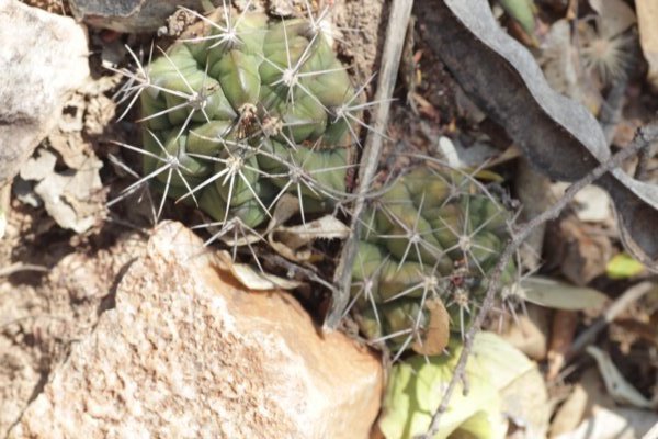 gymnocalyciumpaediophilum.jpg