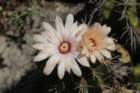 gymnocalyciumpaediophilum3_small.jpg