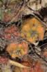 gymnocalyciumpaediophilum4_small.jpg