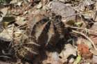 gymnocalyciumstenopleurum2_small.jpg
