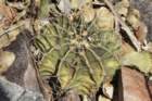 gymnocalyciumstenopleurum_small.jpg