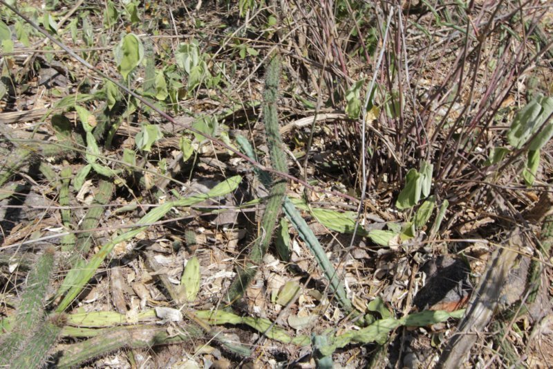 opuntiaretrorsaflatsegmentedcleistocactusbaumanniiuprightshallowribscereuskroenleiniiuprightbluestem4ribs.jpg