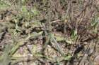 opuntiaretrorsaflatsegmentedcleistocactusbaumanniiuprightshallowribscereuskroenleiniiuprightbluestem4ribs_small.jpg