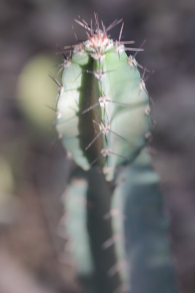 cereusxanthocarpus.jpg