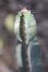 cereusxanthocarpus_small.jpg