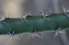 harrisiapomanensis_small.jpg