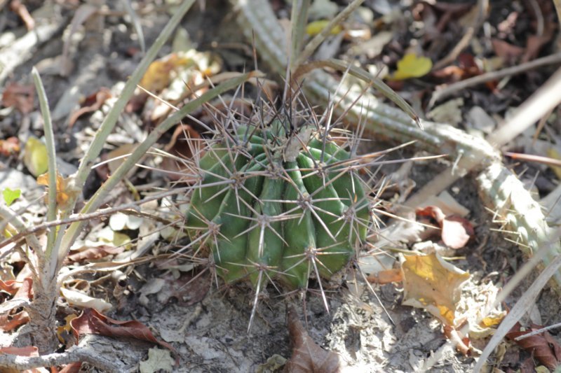 echinopsisrhodotrichavarchacoana.jpg