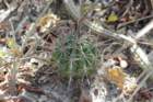 echinopsisrhodotrichavarchacoana_small.jpg