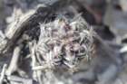 gymnocalyciummihanovichii2_small.jpg
