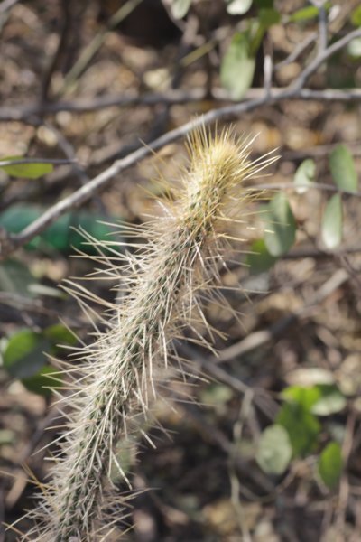 cleistocactusbaumannii.jpg