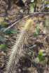 cleistocactusbaumannii_small.jpg