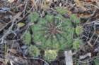 gymnocalyciumanistitsii2_small.jpg