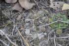gymnocalyciumanistitsii_small.jpg