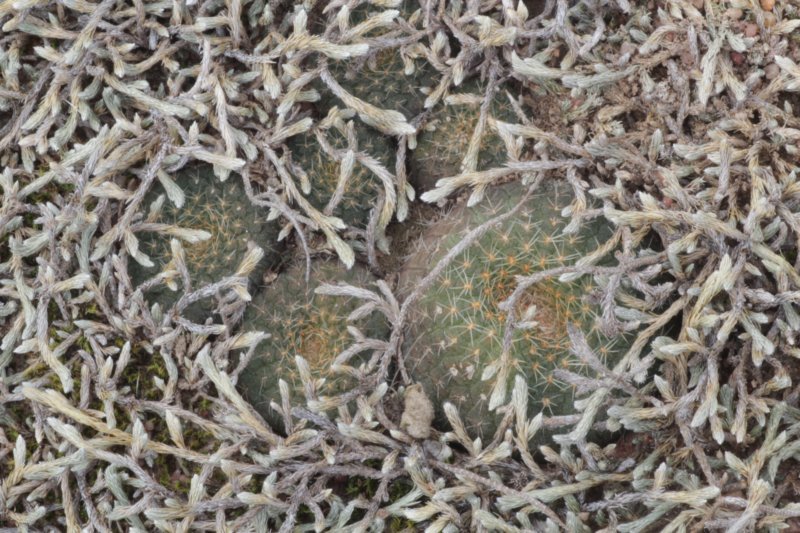 fraileacataphractavartuyensis.jpg