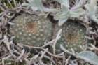 fraileacataphractavartuyensis2_small.jpg