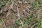 fraileacataphractavartuyensis3_small.jpg