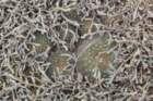 fraileacataphractavartuyensis_small.jpg