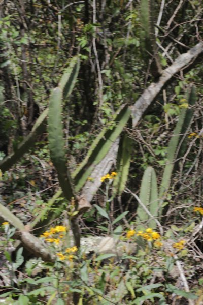 cereusxanthocarpus.jpg