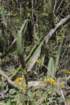 cereusxanthocarpus_small.jpg