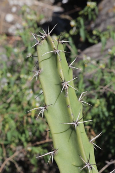 harrisiapomanensis2.jpg