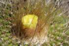 notocactusschummanianusvargrossei2_small.jpg