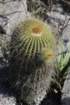 notocactusschummanianusvargrossei3_small.jpg