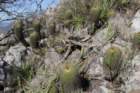 notocactusschummanianusvargrossei_small.jpg