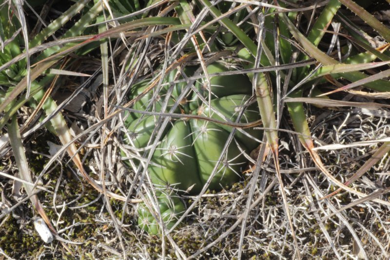 gymnocalyciumfleischerianum4.jpg