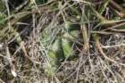 gymnocalyciumfleischerianum4_small.jpg