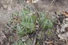 gymnocalyciumfleischerianum6_small.jpg