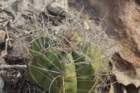 gymnocalyciumfleischerianum_small.jpg
