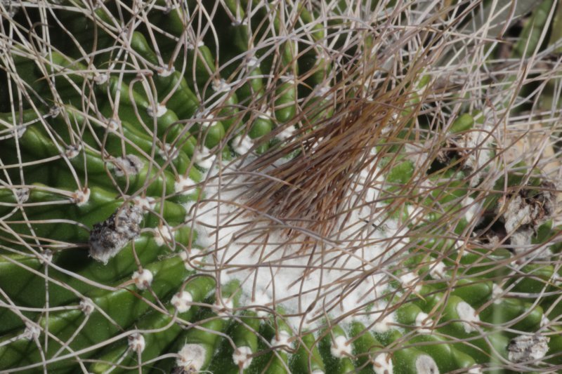 notocactusnigrispinus2.jpg