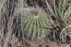 notocactusnigrispinus_small.jpg