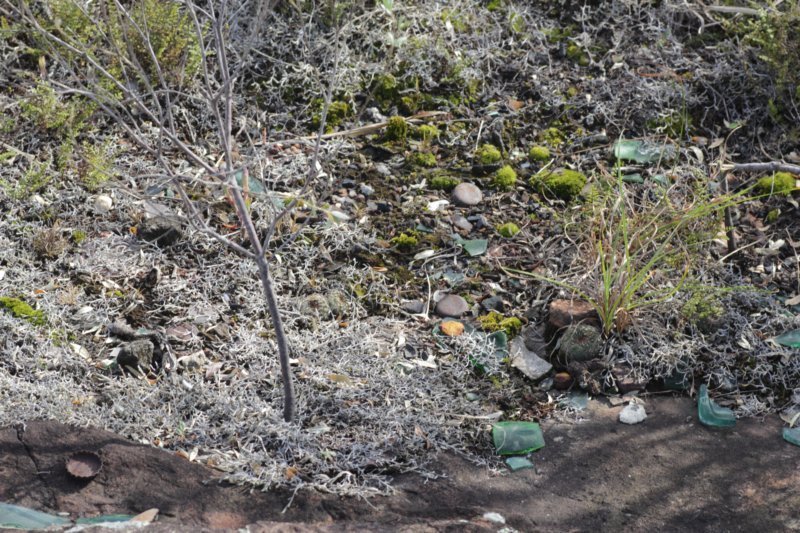 fraileaschilinzkyanafriedrichii.jpg