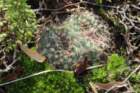 fraileaschilinzkyanafriedrichii2_small.jpg