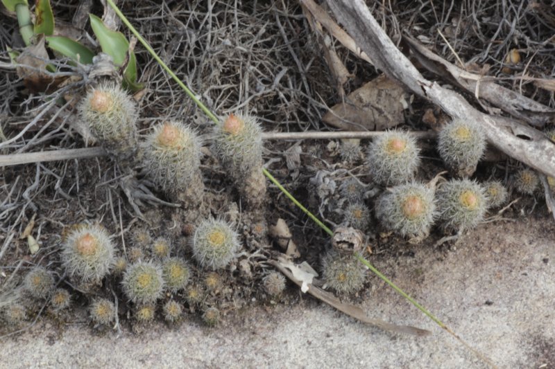 fraileaknippeliana2.jpg