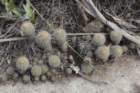 fraileaknippeliana2_small.jpg