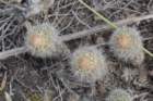 fraileaknippeliana3_small.jpg