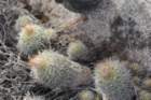 fraileaknippeliana4_small.jpg