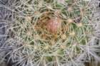 fraileaknippeliana_small.jpg