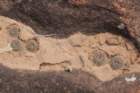 fraileaschilinzkyanafriedrichii3_small.jpg