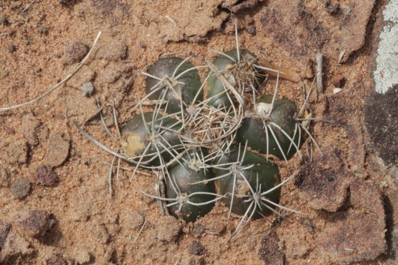 gymnocalyciumfleischerianum.jpg