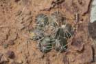 gymnocalyciumfleischerianum_small.jpg