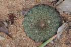 fraileacataphractavarduchii2_small.jpg