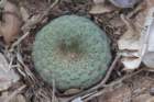 fraileacataphractavarduchii_small.jpg