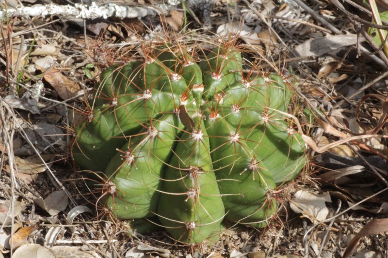 notocactusottonisvarparaguayensis.jpg