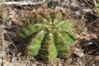 notocactusottonisvarparaguayensis_small.jpg