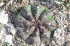notocactusottonisvarparaguayensis2_small.jpg